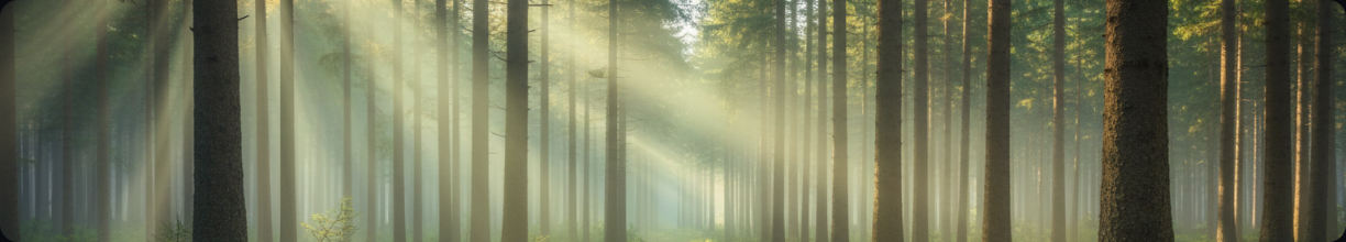 Sunbeams through a forest — the visual behind the Nimbus air-quality stations screen